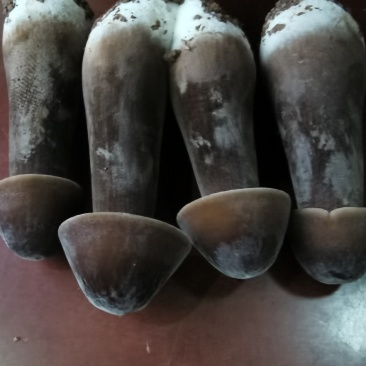 黑皮鸡枞菌菌棒厂家直销回收鲜品基地供应黑皮鸡纵菌