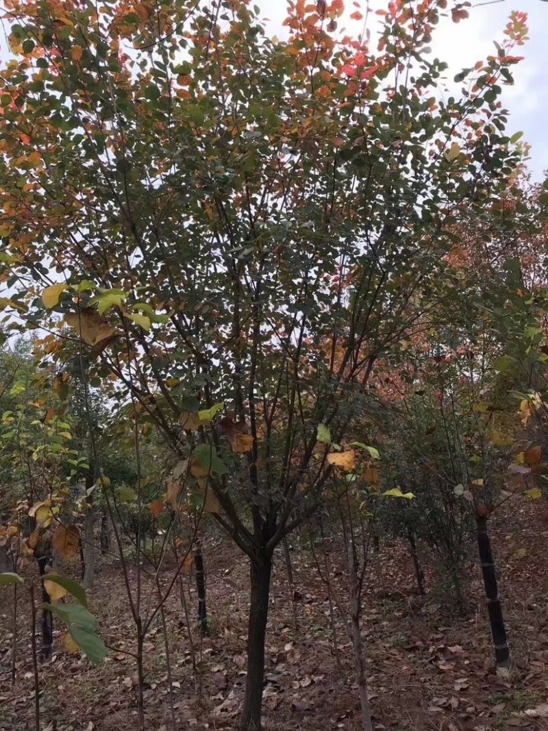 精品黄栌独杆黄栌，丛生黄栌，高5米黄栌，