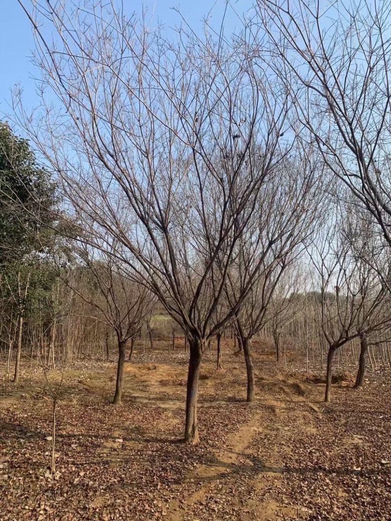 精品黄栌独杆黄栌，丛生黄栌，高5米黄栌，