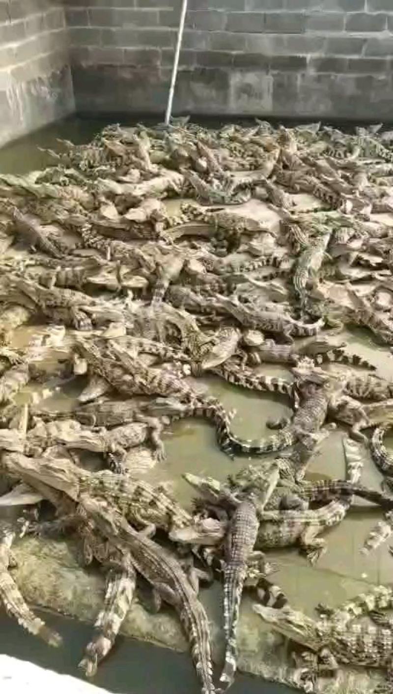 鳄鱼苗每条都可带合法养殖的标签需要可以直接下单