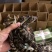 鳄鱼苗每条都可带合法养殖的标签需要可以直接下单