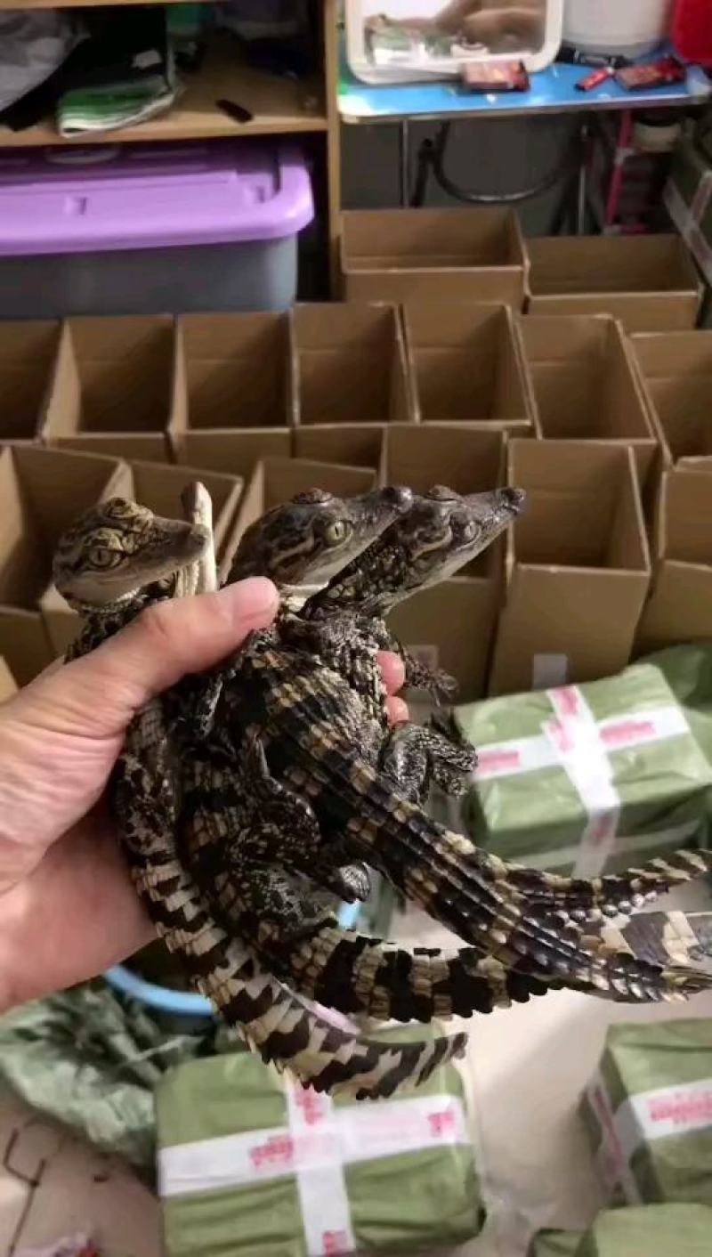 鳄鱼苗每条都可带合法养殖的标签需要可以直接下单