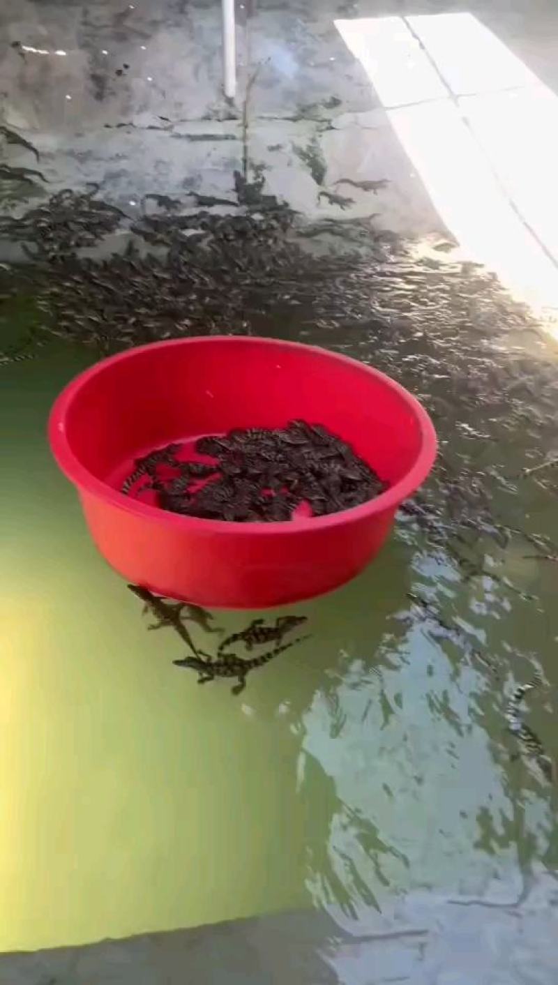 鳄鱼苗每条都可带合法养殖的标签需要可以直接下单