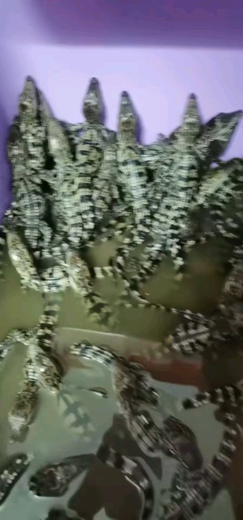 鳄鱼苗每条都可带合法养殖的标签需要可以直接下单