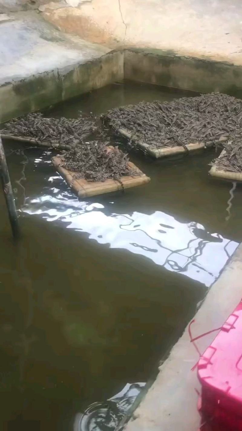 鳄鱼苗每条都可带合法养殖的标签需要可以直接下单