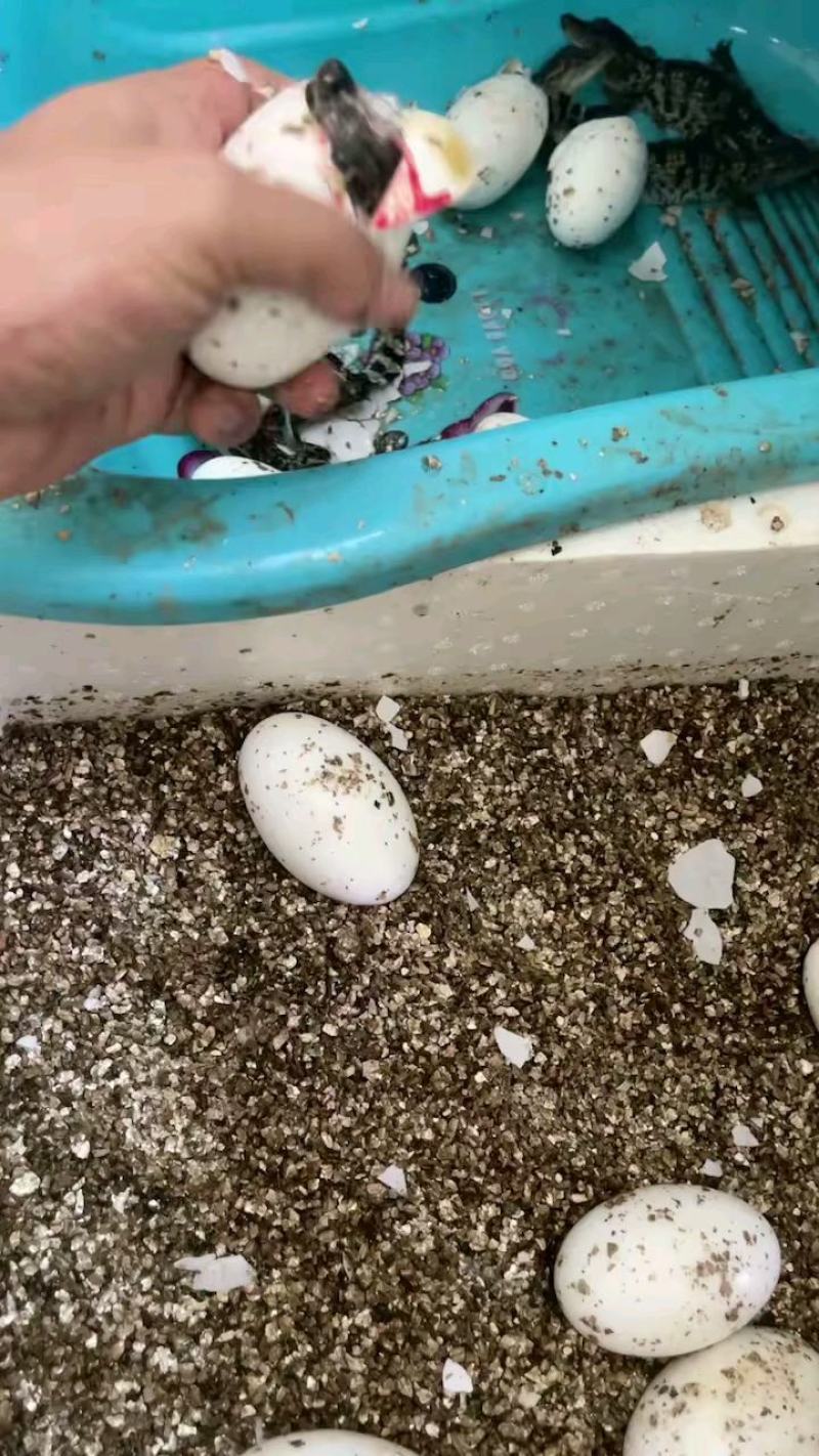 鳄鱼苗每条都可带合法养殖的标签需要可以下单