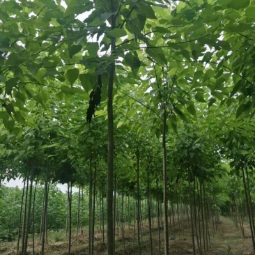 楸树，速生楸树清地出售，黑皮楸树，2-8公分货源充足