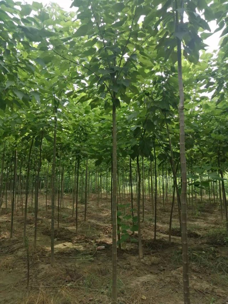 楸树，速生楸树清地出售，黑皮楸树，2-8公分货源充足