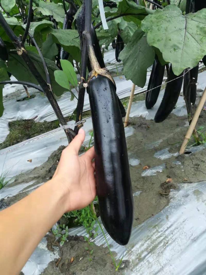 茄子种子中熟紫黑色光泽好蔬菜种子高产抗病耐运输耐储存包邮