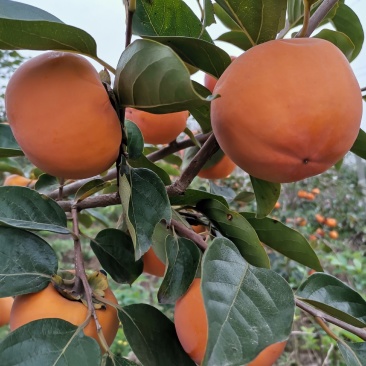 礼泉县阳丰平顶脆甜柿子