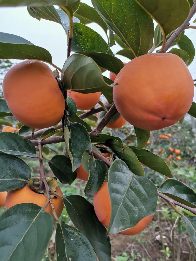 礼泉县阳丰平顶脆甜柿子