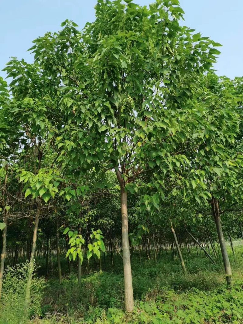楸树，速生楸树清地出售，黑皮楸树，2-8公分货源充足