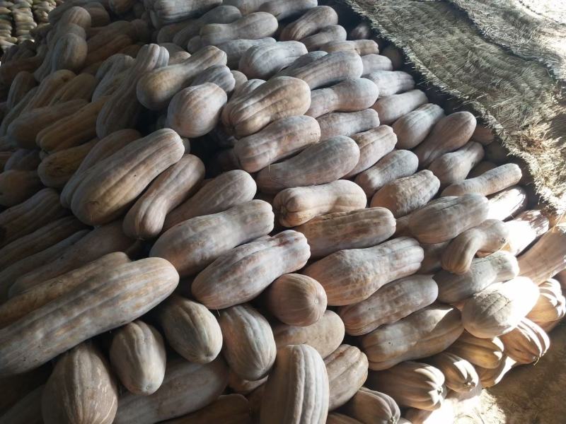 万亩基地直供精品全黄南瓜，蜜本系列，电商，市场，加工养殖
