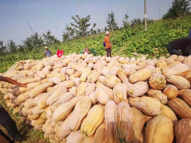 万亩基地直供精品全黄南瓜，蜜本系列，电商，市场，加工养殖