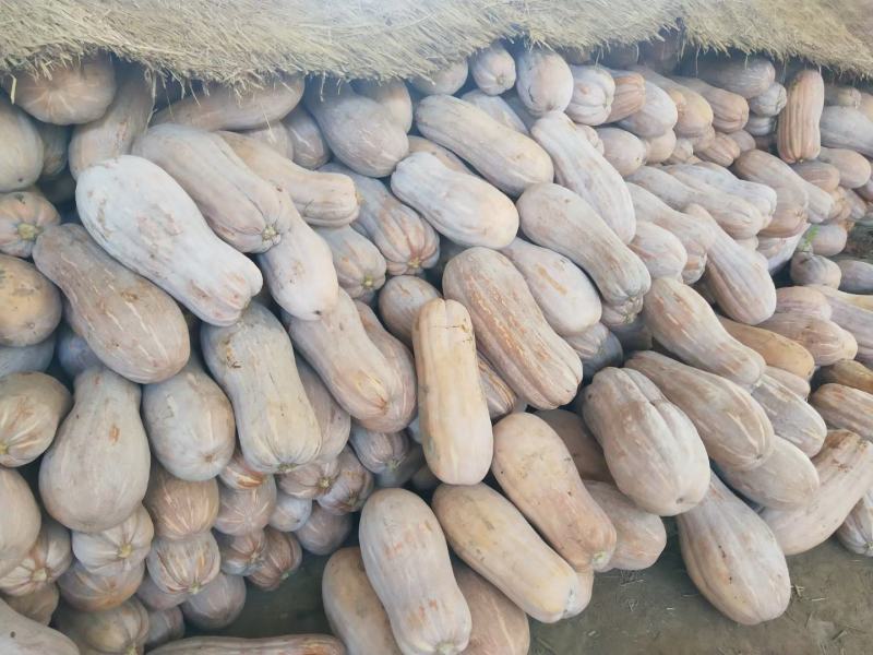 万亩基地直供精品全黄南瓜，蜜本系列，电商，市场，加工养殖