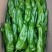 【牛角椒】河南鲜辣椒15-20cm一手货源全国代发