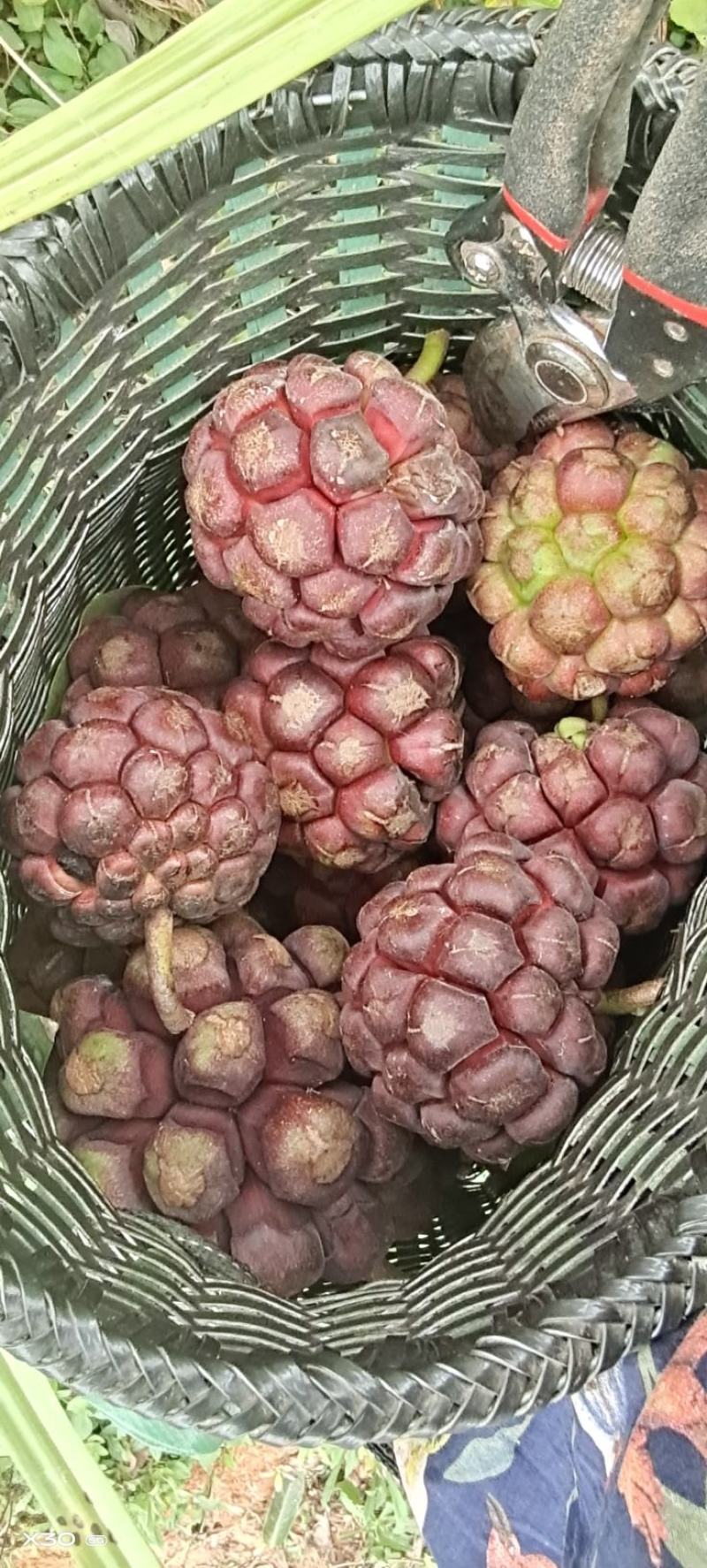 黑老虎布福娜果开始上市了