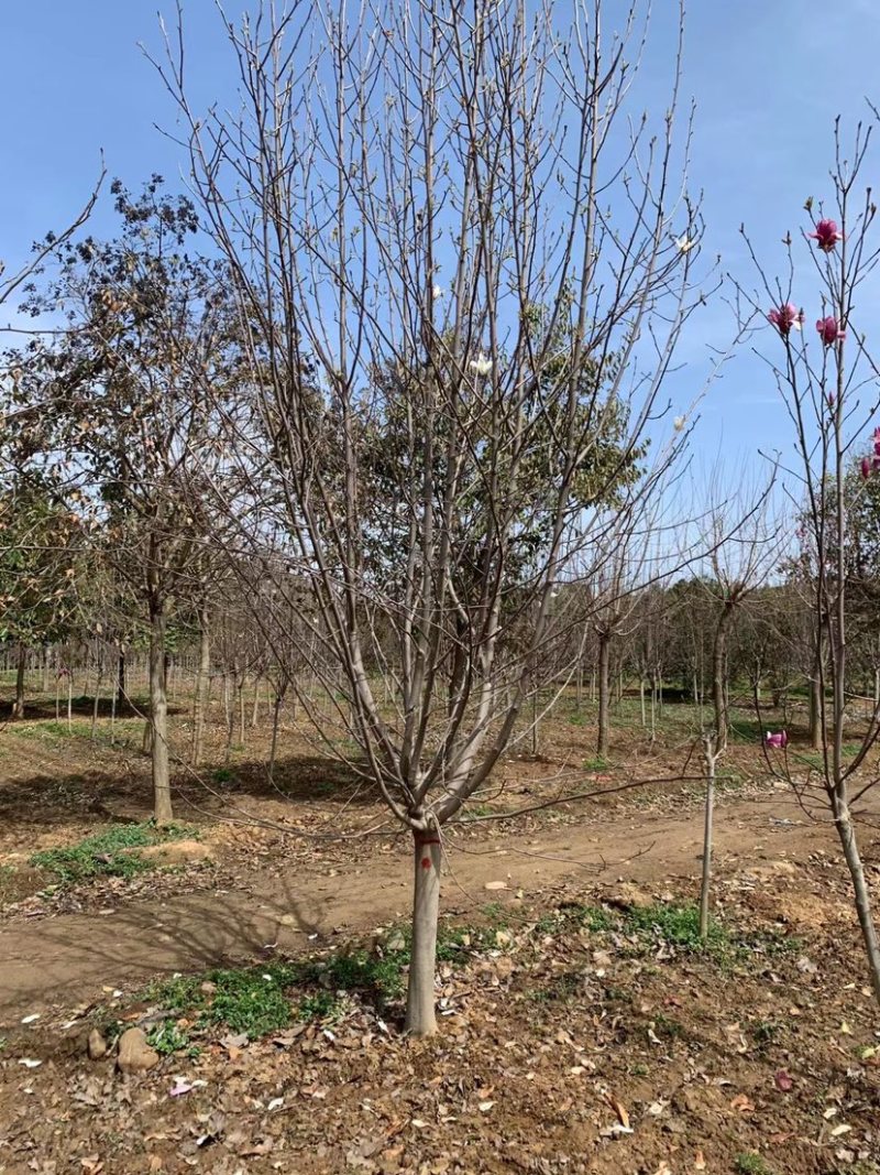 紫玉兰.红玉兰.黄玉兰，18公分.15公分.12公分