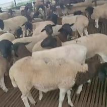 甘肃黑头杜泊羊，甘肃黑头杜波养殖基地，甘肃黑头杜波价格。