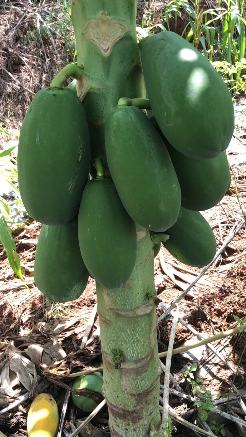 木瓜，一点红木瓜，