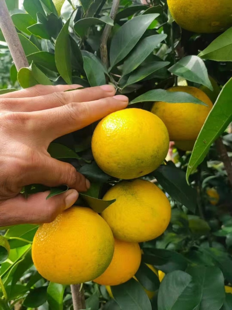 爱媛，大量供应，