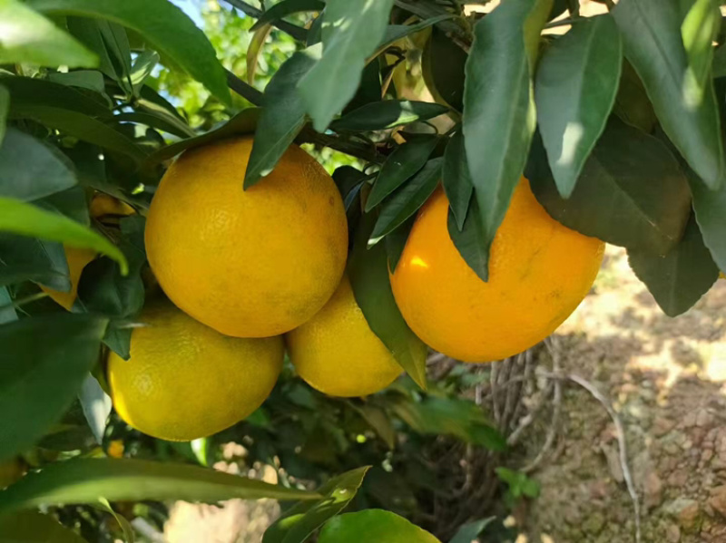 爱媛，大量供应，