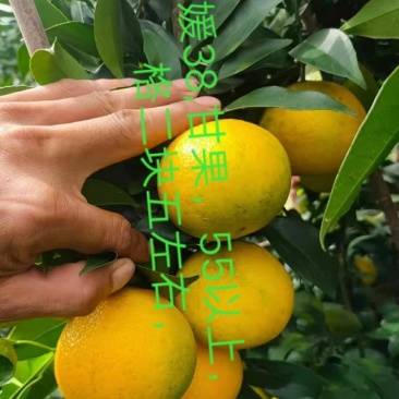 爱媛，大量供应，