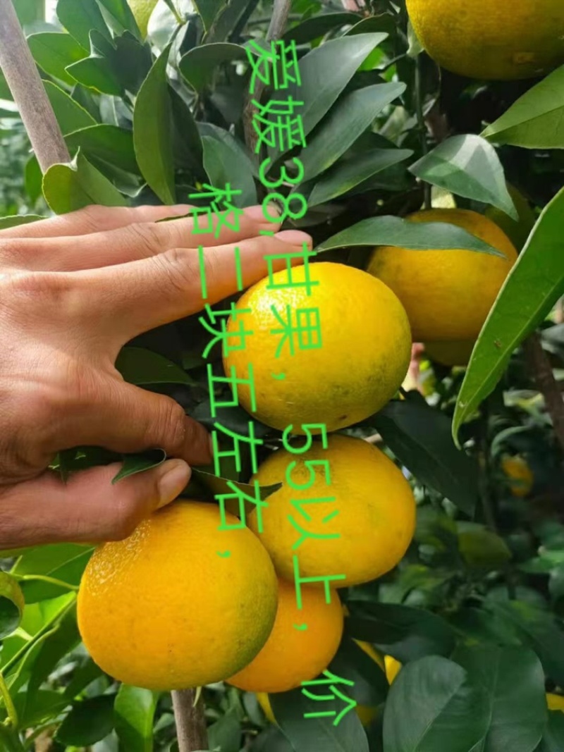 爱媛，大量供应，