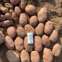青薯9号土豆精品4两以上，旱地土豆，无烂，无虫。