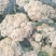花菜已大量销售中，实花和散花等有机品种都有，欢迎前来采购