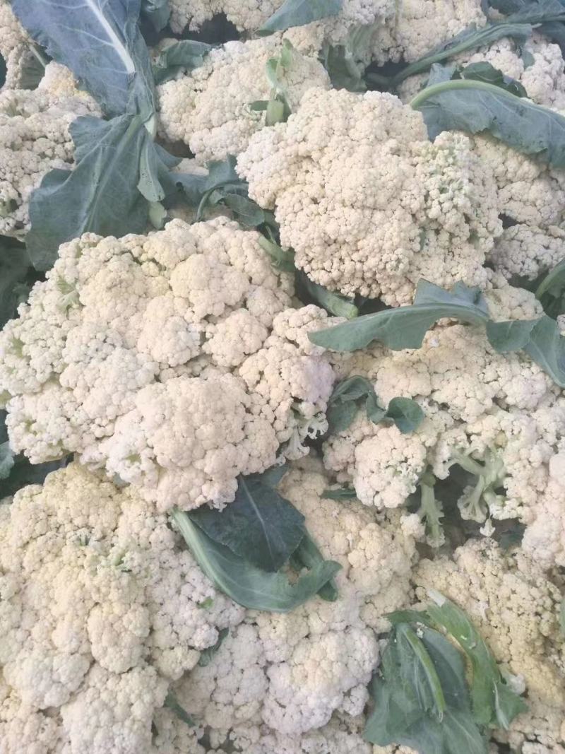 花菜已大量销售中，实花和散花等有机品种都有，欢迎前来采购