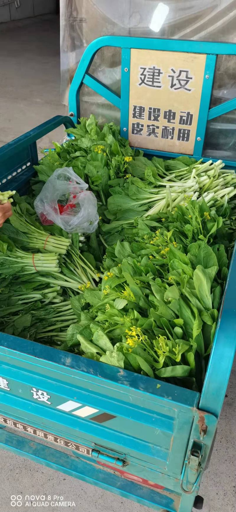 菜苔白菜苔