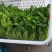 菜苔白菜苔