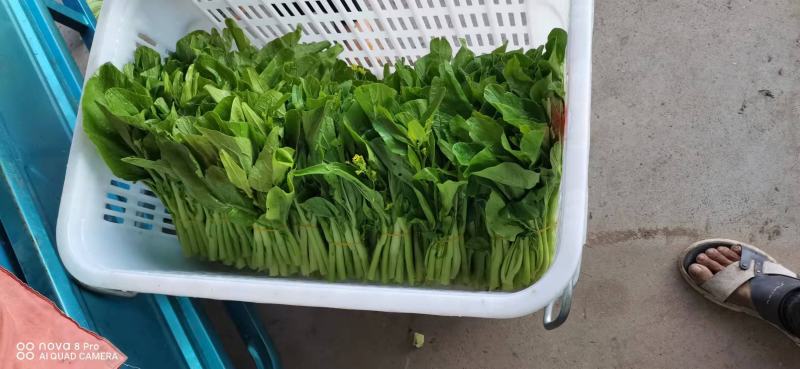 菜苔白菜苔