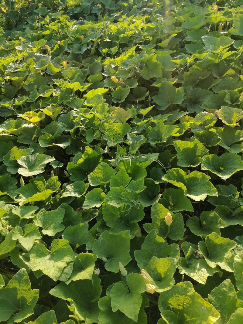 河南香芋南瓜合作社，香甜可口，值得你信赖