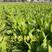 无斑油麦菜种子、尖叶长形油绿色、耐热耐寒抽苔、全年种植