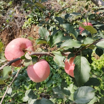 苹果