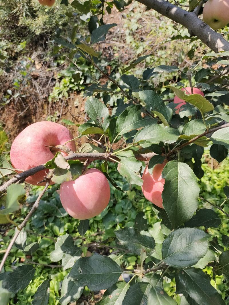 苹果