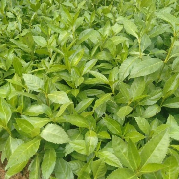 草珊瑚(九节茶)