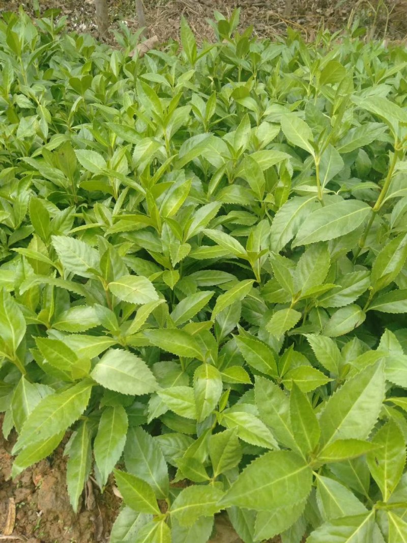 草珊瑚(九节茶)