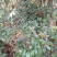 草珊瑚(九节茶)