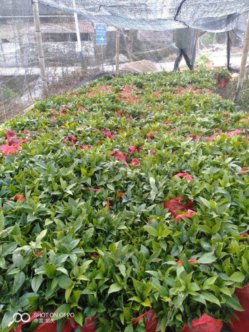 草珊瑚(九节茶)