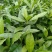 草珊瑚(九节茶)