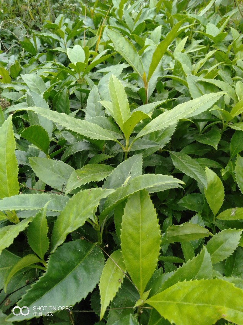 草珊瑚(九节茶)
