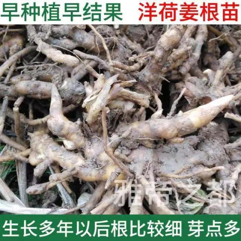 阳荷种根洋河根洋火野生阳荷种根绿色植物绿色食品