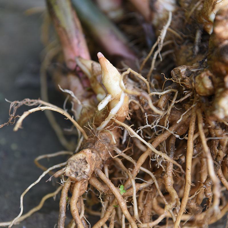 阳荷种根洋河根洋火野生阳荷种根绿色植物绿色食品