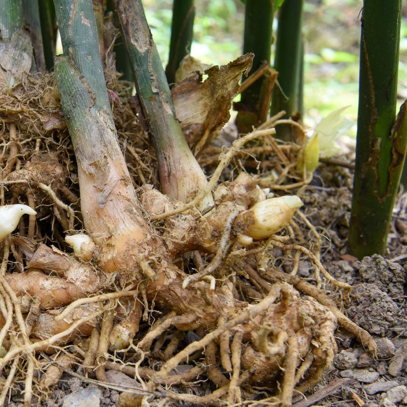 阳荷种根洋河根洋火野生阳荷种根绿色植物绿色食品