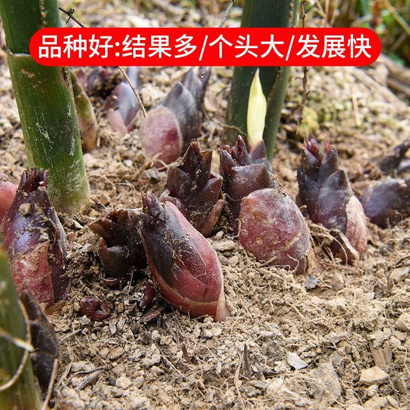 阳荷种根洋河根洋火野生阳荷种根绿色植物绿色食品