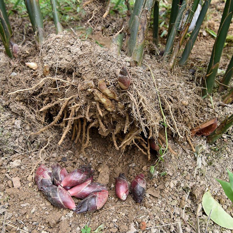 阳荷种根洋河根洋火野生阳荷种根绿色植物绿色食品