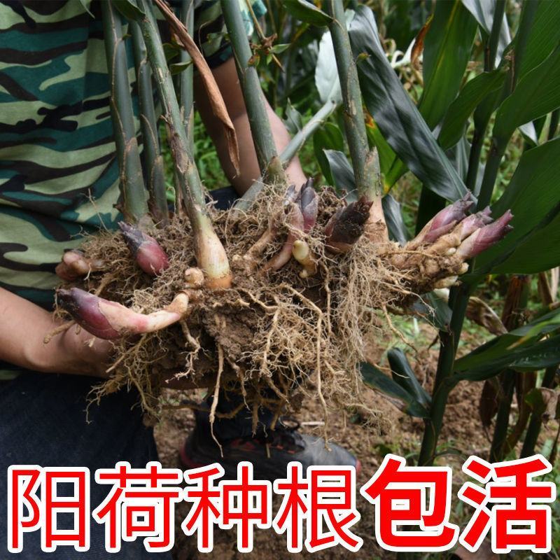 阳荷种根洋河根洋火野生阳荷种根绿色植物绿色食品